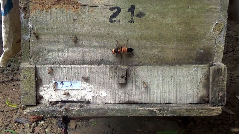 Včely východní před útokem sršní varují pronikavým zvukem